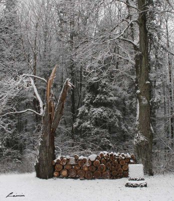 guarding the woodpile 1233