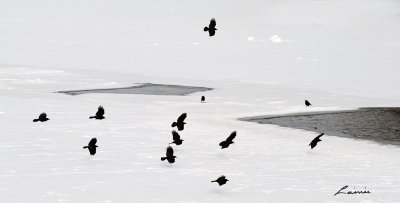 a dozen crows 8159