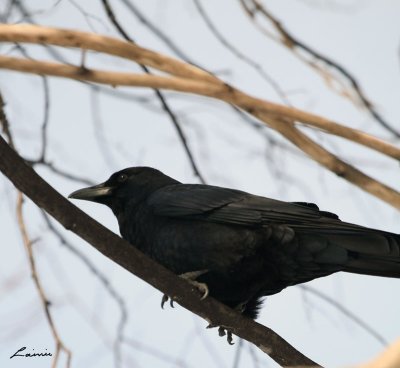 crow 8307