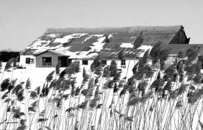 tall grass and the old barn 2825