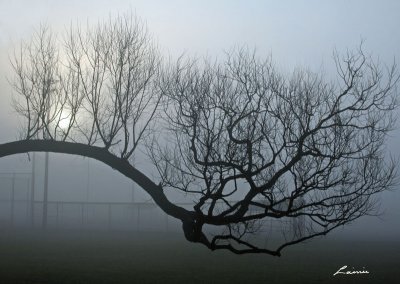 branch in fog 3203