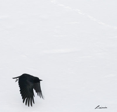 crow 8186