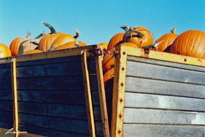 a passel of pumpkins 154