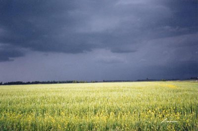 storm over the fields 165