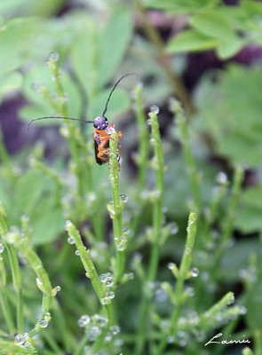 garden bug