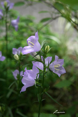 campanula blue bell flower