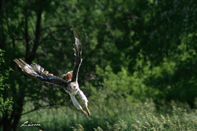 red-tailed hawk in flight 5285