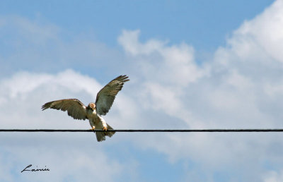 red-tailed hawk landing 5215