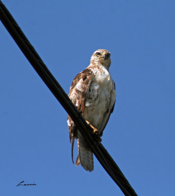 red-tailed hawk 5385