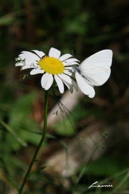 white butterfly on daisy 6277