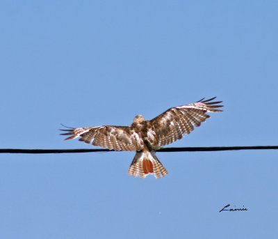 red-tailed hawk 5196