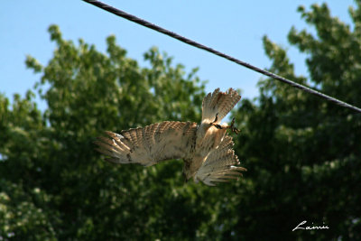red-tailed hawk 5274