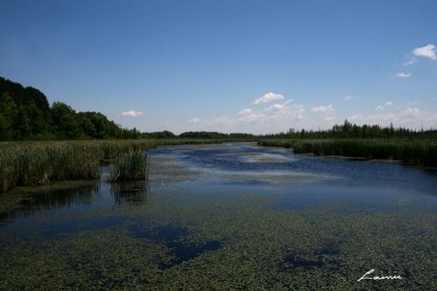 Mer Bleue Bog 6802