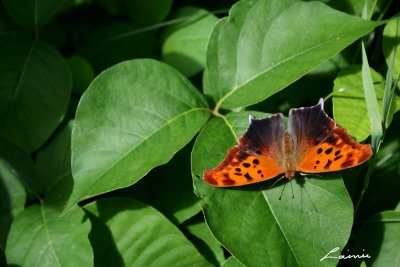 orange butterfly 6091