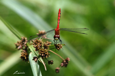 red dragonfly 8026