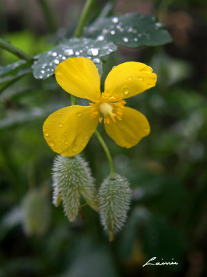 yellow flower 4904