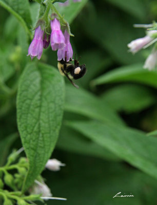 a bee hanging around in Fletcher's Garden 5012
