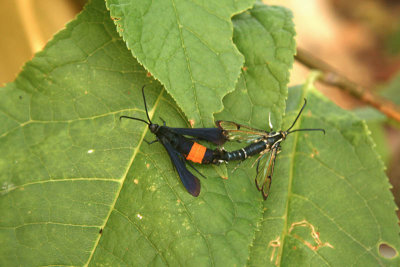 clearwing moth 8615