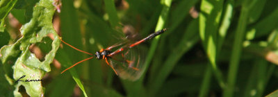 dragonfly 8736
