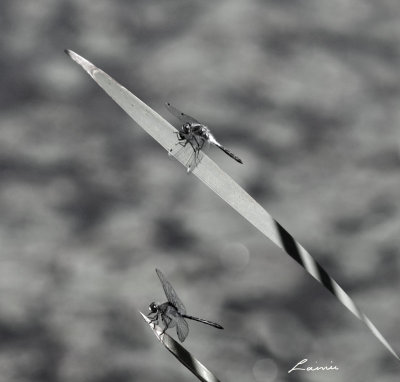double dragonflies 7598 