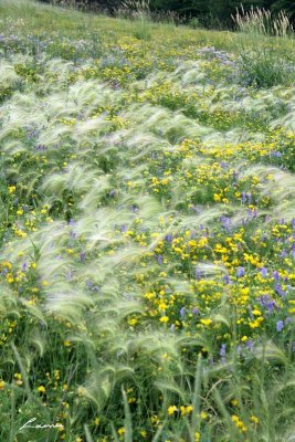 wildflower meadow 5743