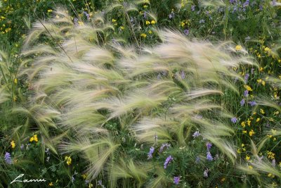 foxtail grass 5728