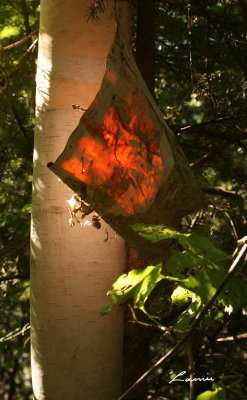 sunlight through birch bark 9592