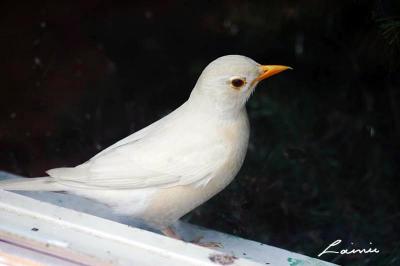 albino robin- Birds