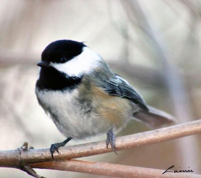 chickadee - Birds