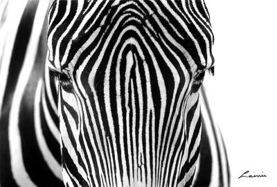zebra - animals