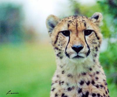 cheetah - animals