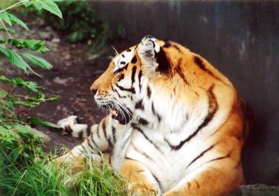 tiger 1 - animals