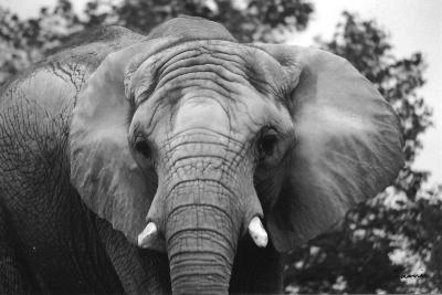 elephant close up - animals