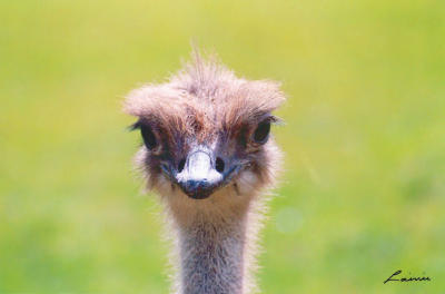 ostrich - animals