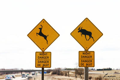 moose chasing deer