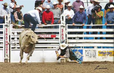 one for the bull - rodeo