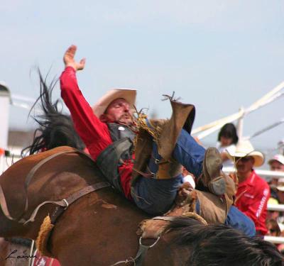 bronc 15 - rodeo