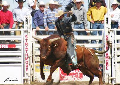 bulls 1 - rodeo