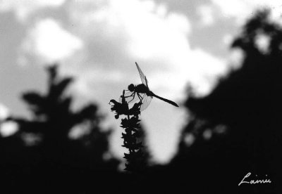 dragonfly  B&W