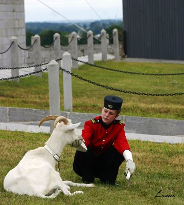 Fort Henry David the goat