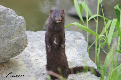 weasel - animals