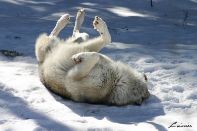 timber wolf making snow angels - animals