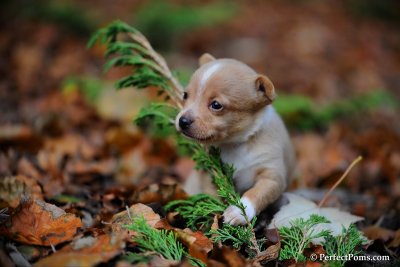 Female Chihuahua Bambi