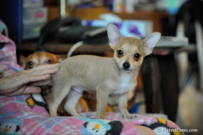 Silver male Chihuahua puppy $500