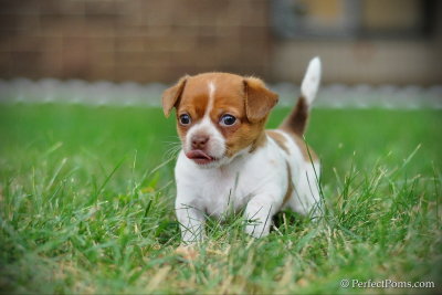 Female Chihuahua puppy Peanut probably reserved