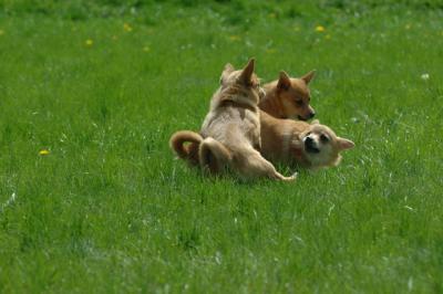 Apr26x_06_754.JPG