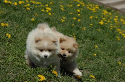 Apr29_06_098.JPG