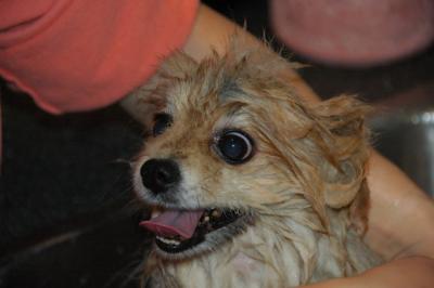 Snowballs Puppies 007.jpg