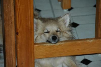 Snowballs Puppies 012.jpg