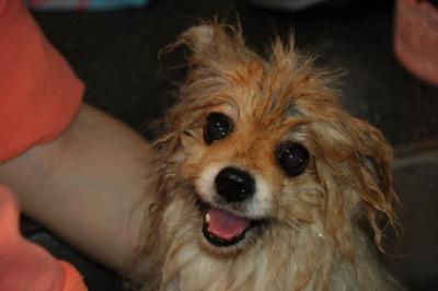 Snowballs Puppies 016.jpg